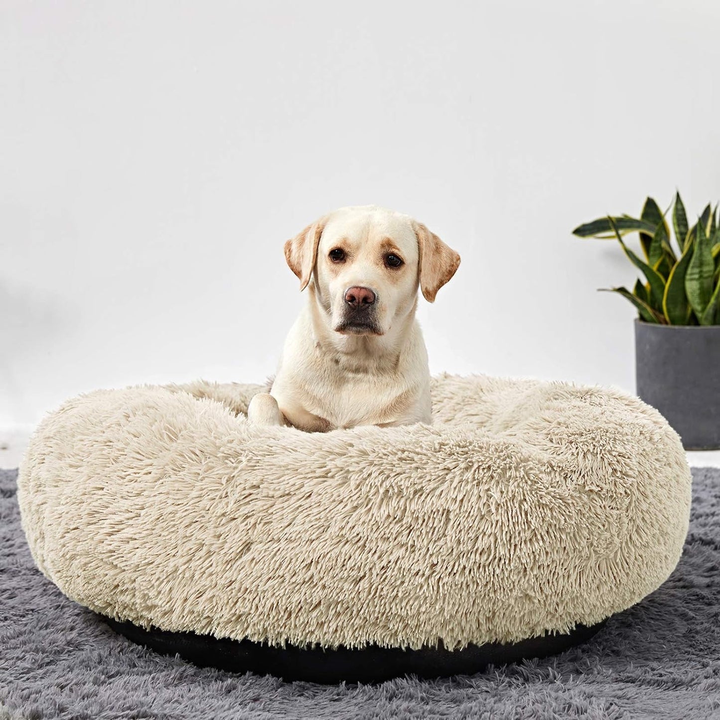 Donut Haven Bed