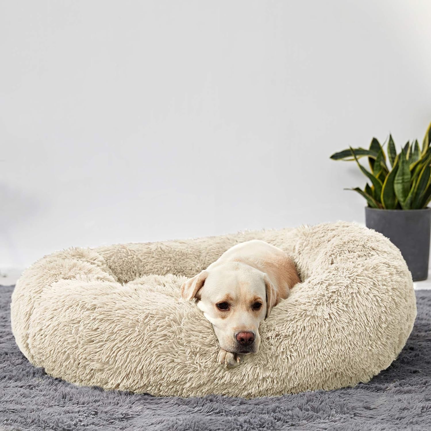 Donut Haven Bed